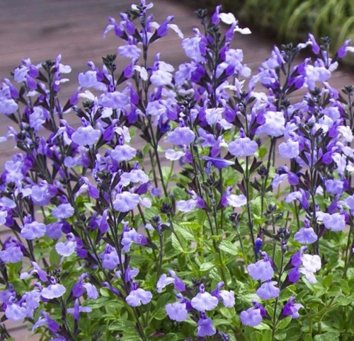 Salvia cool pale - 6,