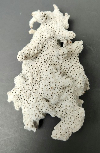 Real coral skeleton - skeleton, decoration