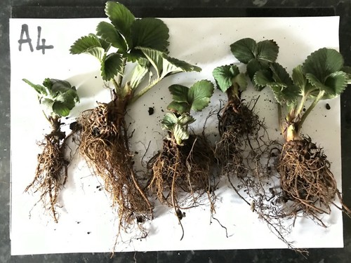 Mixed variety organic - x,