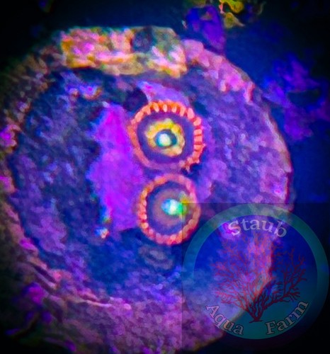 Saf wcc shatterfield zoanthid - saf~wcc,