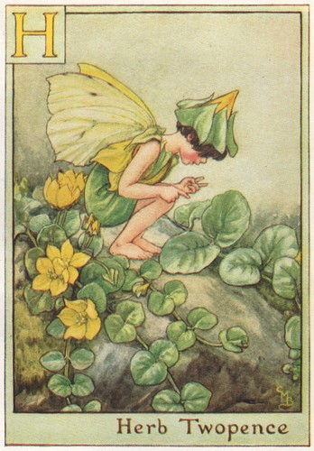 Herb twopence fairy - =,