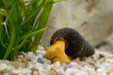 Sulawesi Rabbit Snails 2 PACK