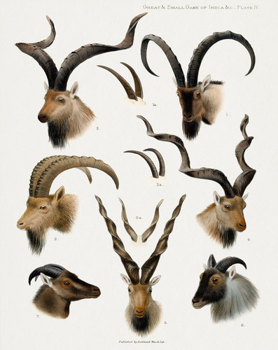 Indian antelope horns - antelope,