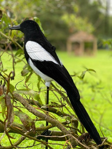 Magpie decoy flocked - decoy,