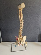 Professional Life Size Spine + Pelvis + Femur + muscles anatomy skeleton model 