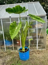 ?Giant Taro -1 Plant -Large Leaf Beauty for Garden/Pot -Edible & Decorative?