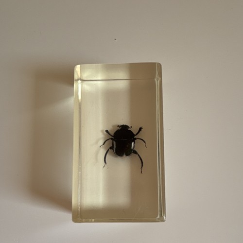 National geographic resin - national,