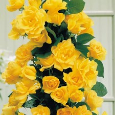 Climbing Rose - GOLDEN SHOWERS