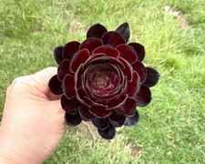 8cm Black Rose Succulent Unrooted Cutting, Aeonium Schwarzkopf Arboreum Zwartkop