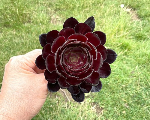 8cm black rose - rose, succulent