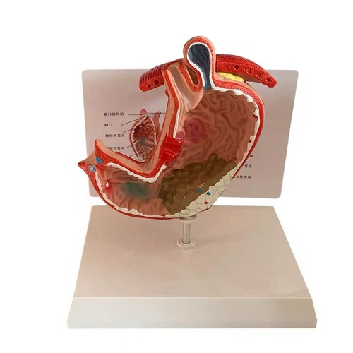 Medical teaching human - medical, of
