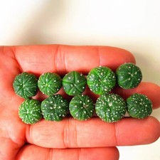 10PCS 1CM Succulent Cactus