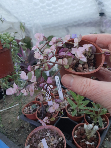 Callisia repens pink panther - callisia, panther'