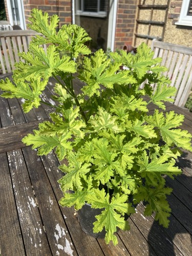 Scented pelargonium charity - scented, ex