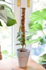 40cm Coco Coir Moss Pole - Bamboo Root Support Climbing Plant Monstera Moss Pole