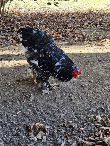 Brahma chicken hatching - , eggs