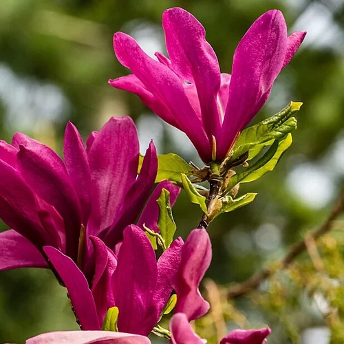 Magnolia susan 1 ltr - magnolia, 'susan'