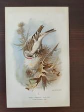 VINTAGE ORIGINAL COLOUR