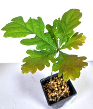 English Oak tree, sapling