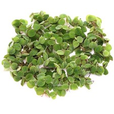 Salvinia Natans Live Aquarium
