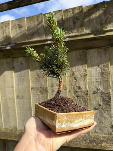 Japanese white pine bonsai - white,