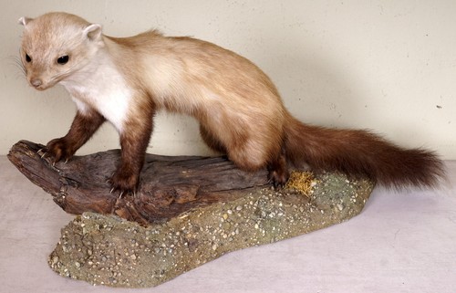 Beautiful stone marten beech - beautiful,