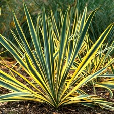 Yucca Bright Edge Compact Evergreen Flowering Outdoor Garden Shrub Plant in Pot