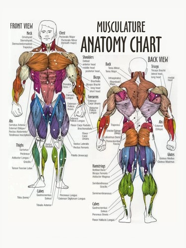 Human musculature anatomy - human,