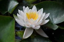 Nymphaea gladstoniana water - nymphaea,