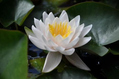 Nymphaea gladstoniana water - nymphaea, "gladstoniana"