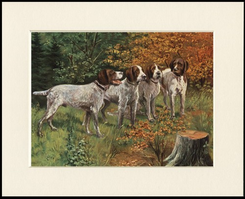 German wirehaired pointer - german, dog