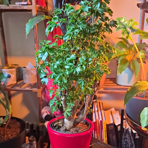 Polyscias fruticosa - (, elegans)
