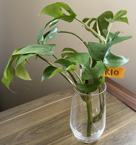 Mini monstera plant - monstera,