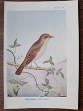 Vintage Nightingale Bird Book Plate, Illustration Print