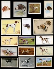 POINTER English GUN DOG