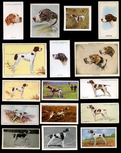 Pointer english gun dog - pointer,
