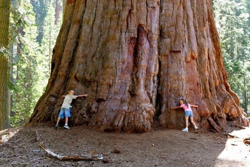 Giant sequoia tree - seeds,, grow
