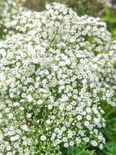 16 x Gypsophila Baby's Breath