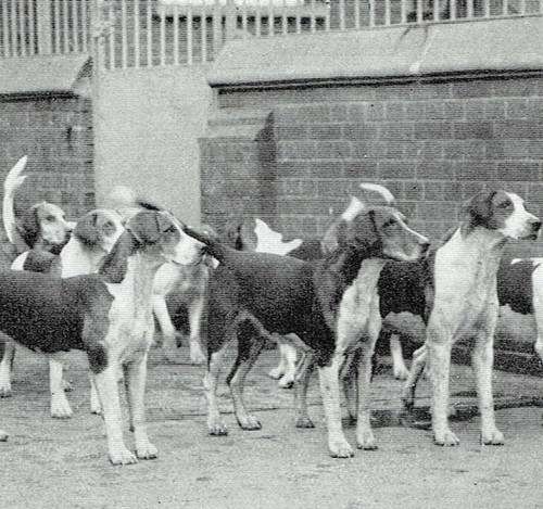 Quorn hunt hounds pawdy - quorn,