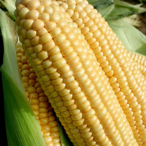 Suttons sweet corn - suttons,