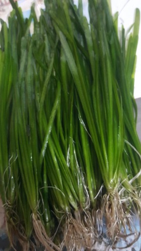Straight vallisneria spiralis - vallisneria,