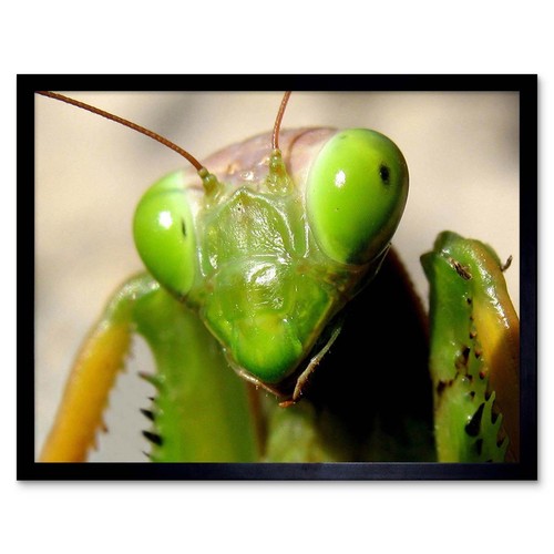 Praying mantis insect green - praying,