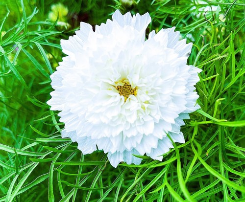 Poached egg plant cosmos - poached,