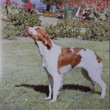 extra large greeting card w BRITTANY SPANIEL handmade 20x20cm , 8" square