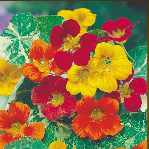 Garden nasturtium tom thumb - garden,