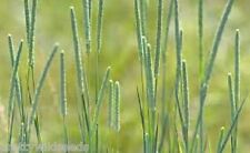 Timothy Grass seed tortoise rabbit horses  (Phleum pratensis) 50g to 5kg Seeds
