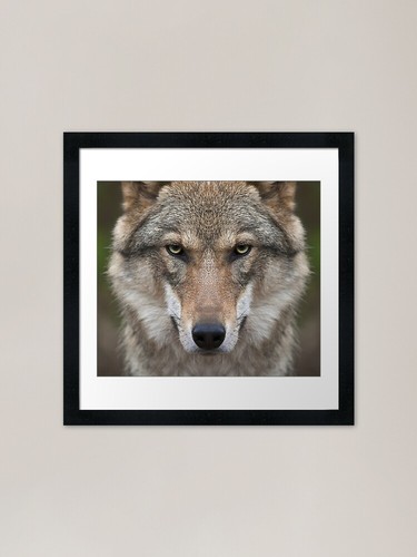 Menacing wild wolf - menacing,