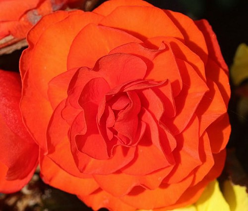 Begonia tuberous double orange - begonia,