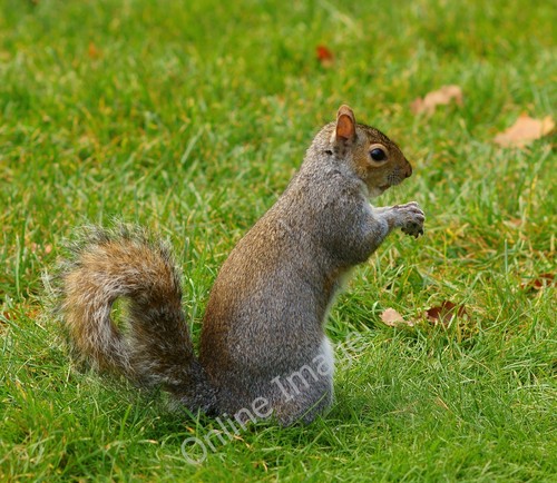Photo 6x4 sit and beg - photo,