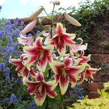 Skyscraper Lily 'Candy Club'